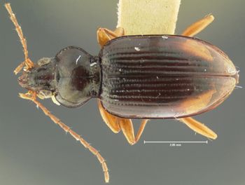 Media type: image;   Entomology 33069 Aspect: habitus dorsal view